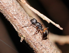 Polyrhachis femorata