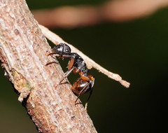 Polyrhachis femorata