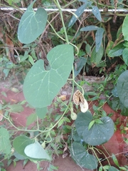 Aristolochia fimbriata