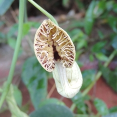 Aristolochia fimbriata