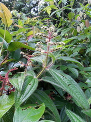 Miconia lacera
