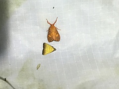 Ammatho roseororatus