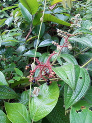Miconia lacera