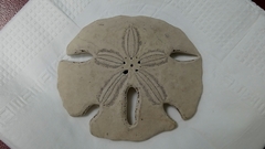 Mellita quinquiesperforata