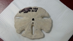 Mellita quinquiesperforata