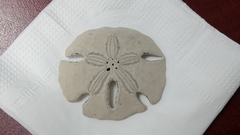 Mellita quinquiesperforata