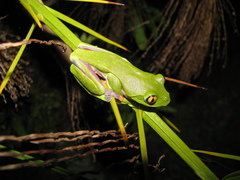 Agalychnis annae