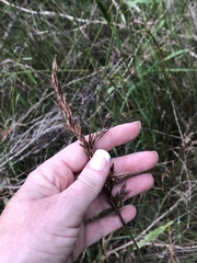 Machaerina rubiginosa