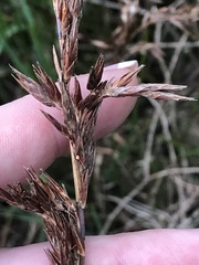 Machaerina rubiginosa