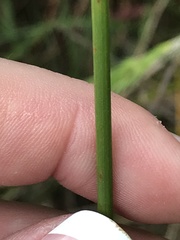 Machaerina rubiginosa