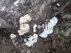 Lentinus squarrosulus