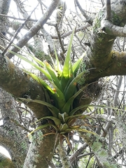 Tillandsia utriculata