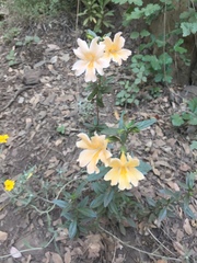 Diplacus grandiflorus