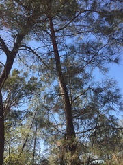 Pinus sabiniana