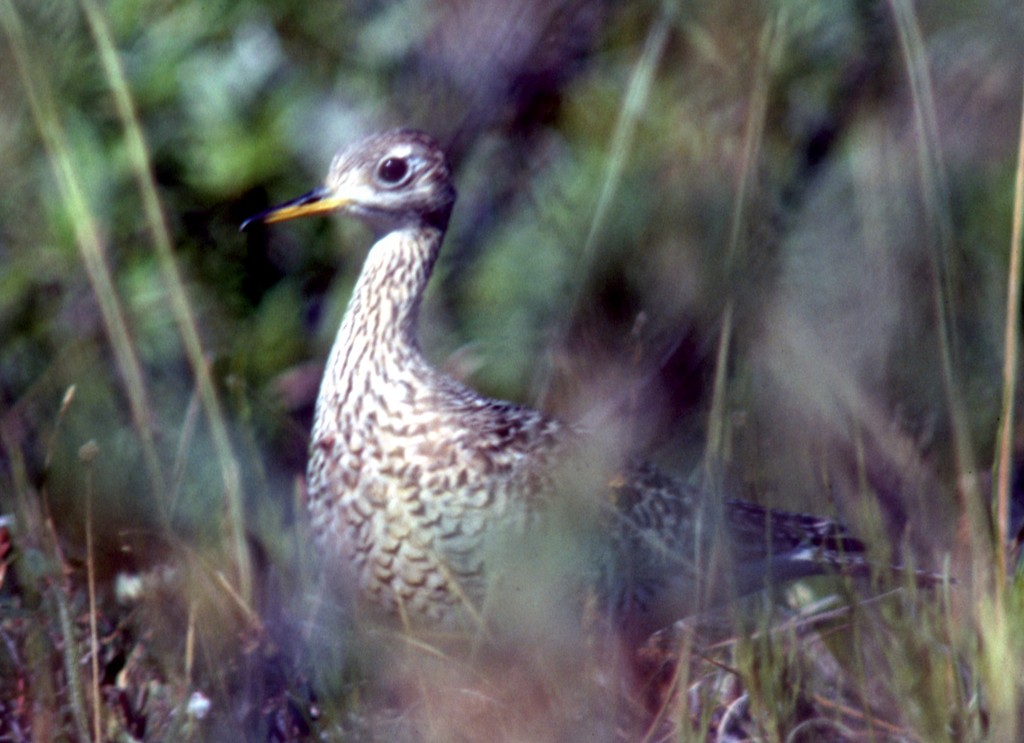 Upland Sandpiper