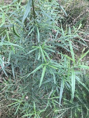 Ozothamnus ferrugineus