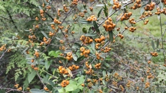 Pyracantha fortuneana
