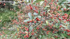 Pyracantha fortuneana
