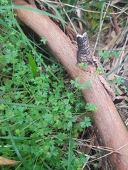 Hydrocotyle foveolata