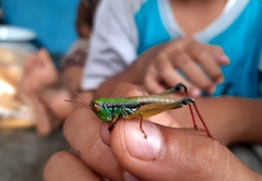 Caryanda spuria