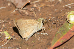 Trapezitinae