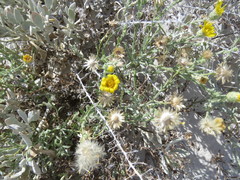 Xanthisma gypsophilum