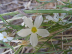 Phlox tenuifolia