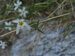 Phlox tenuifolia