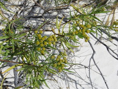 Varilla mexicana gypsophila