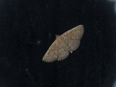 Cerynea punctilinealis