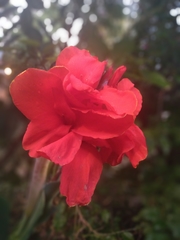 Angiospermae