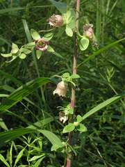 Codonopsis ussuriensis