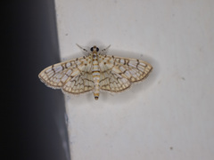 Haritalodes