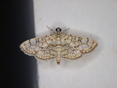 Haritalodes