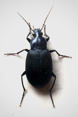 Chlaenius orbus
