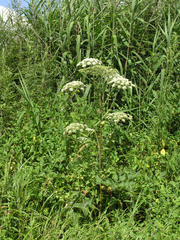 Angelica cincta