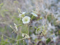 Commicarpus scandens