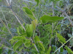 Commicarpus scandens