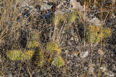 Opuntia polyacantha polyacantha