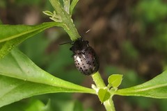 Chrysolina exanthematica