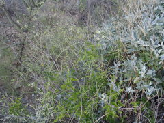 Commicarpus scandens