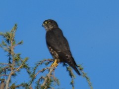 Falco columbarius suckleyi