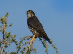 Falco columbarius suckleyi