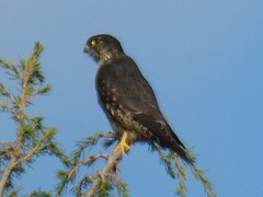 Falco columbarius suckleyi
