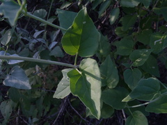 Commicarpus scandens