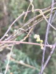 Cassytha pubescens