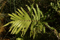 Blechnum confusum