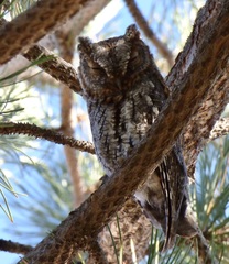 Psiloscops flammeolus