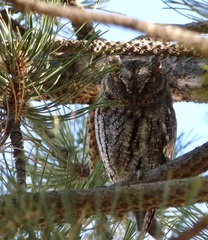 Psiloscops flammeolus