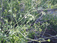 Commicarpus scandens